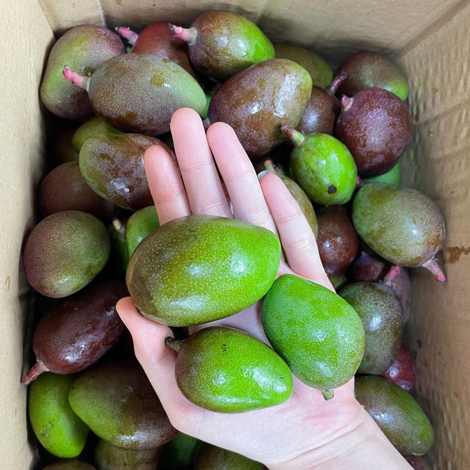 Giống Xoài Bao Tử Ở Việt Nam Và Okinawa