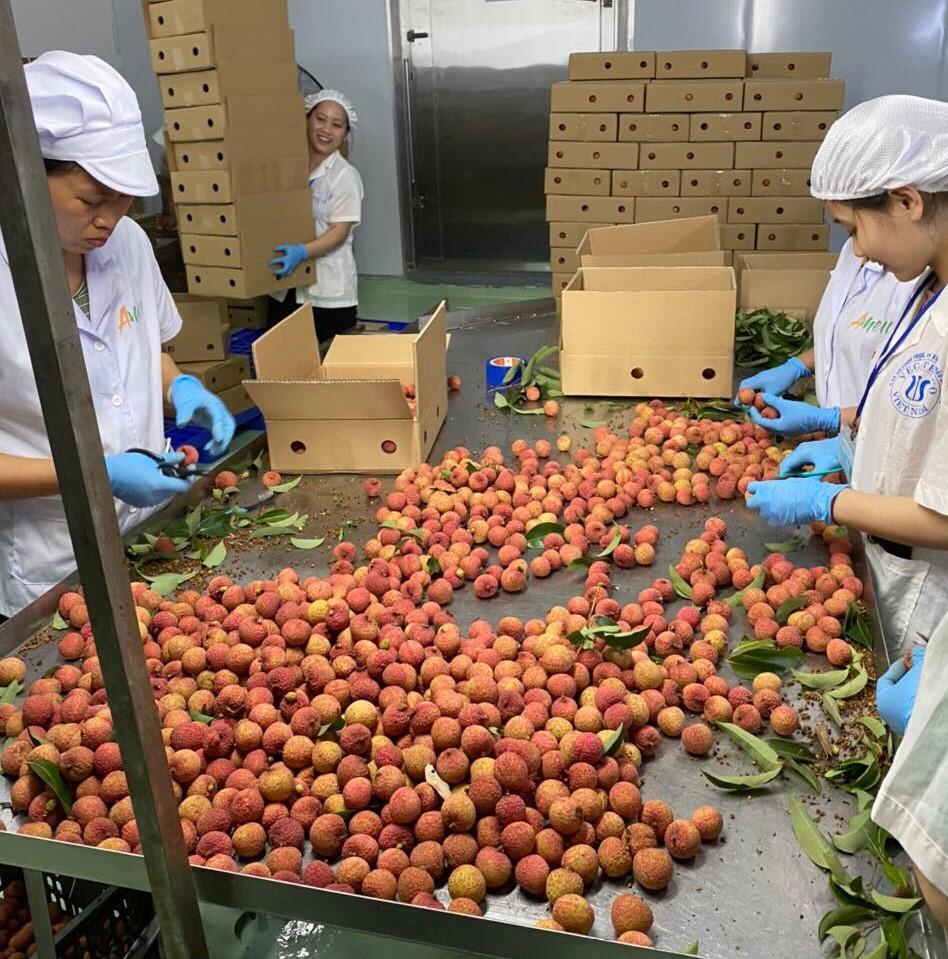 Vải Thiều Việt Nam - sesofoods