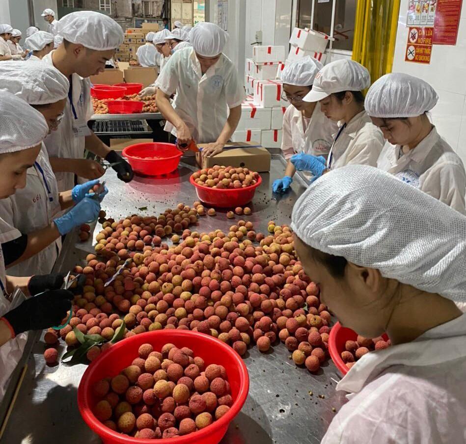 Vải Thiều Việt Nam - sesofoods